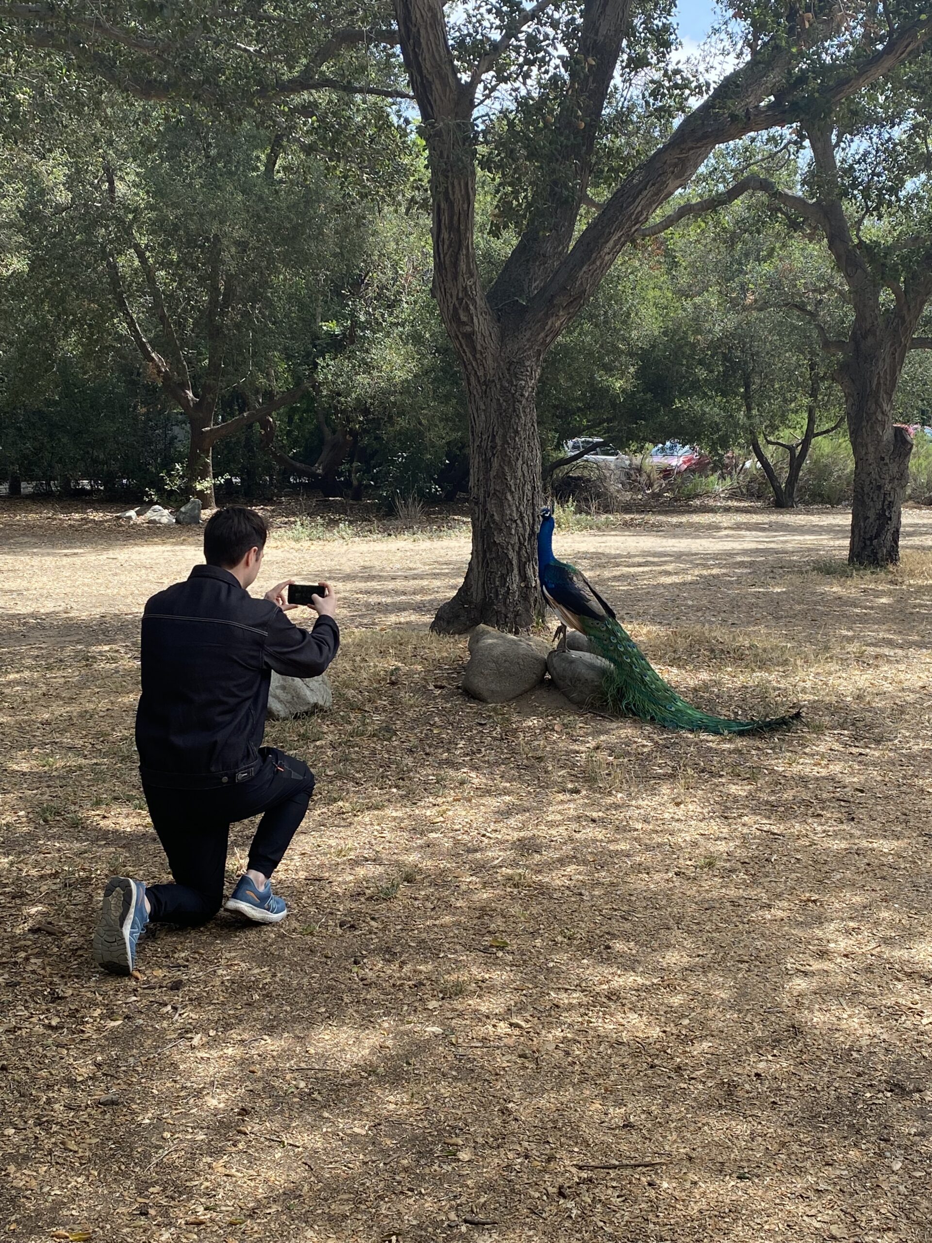 Team member, Anthony, photographing a peacock in the park